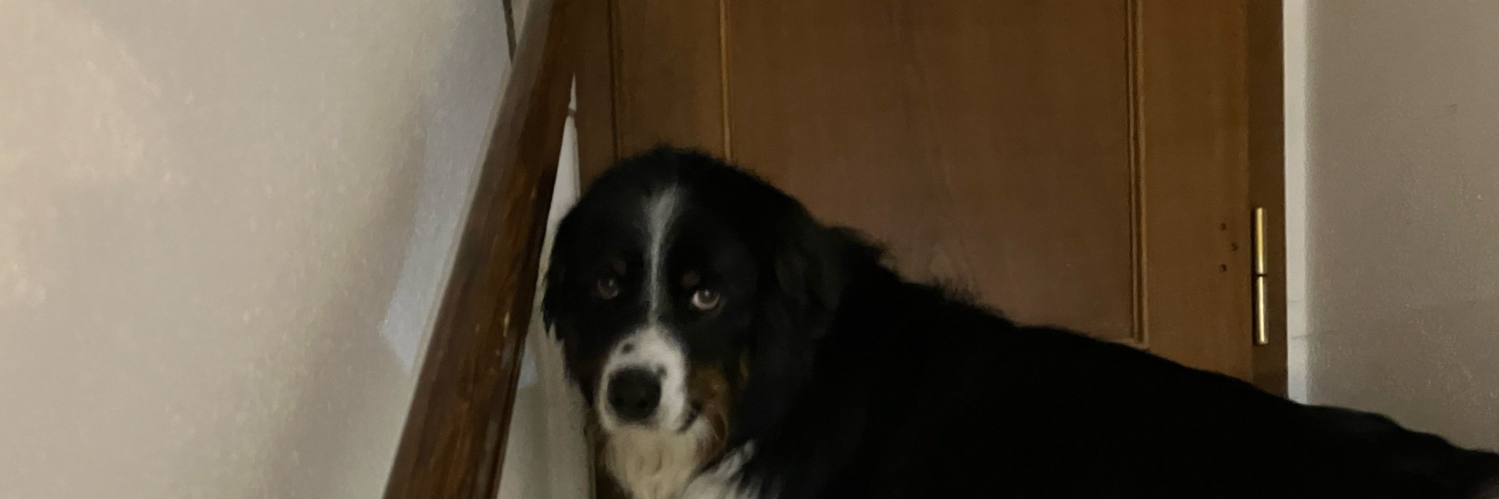 Jon