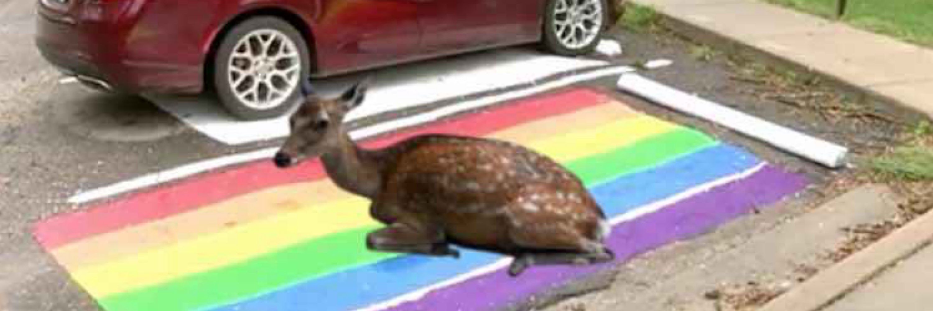 Fruitmoder 🥝🦌🏳️‍⚧️
