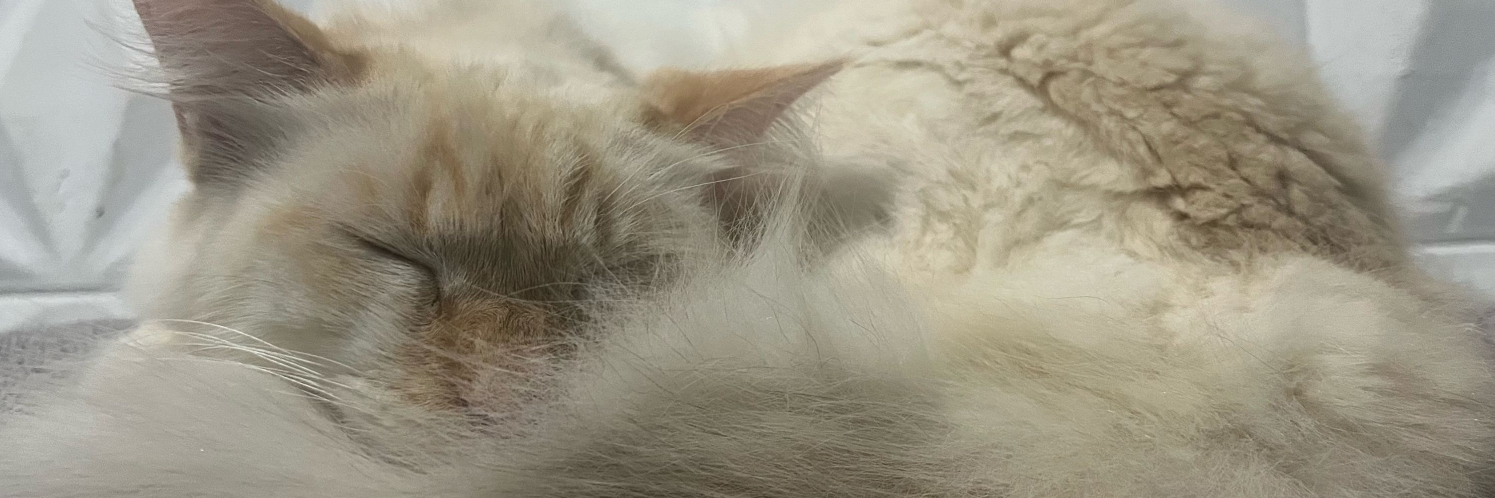 Bauer