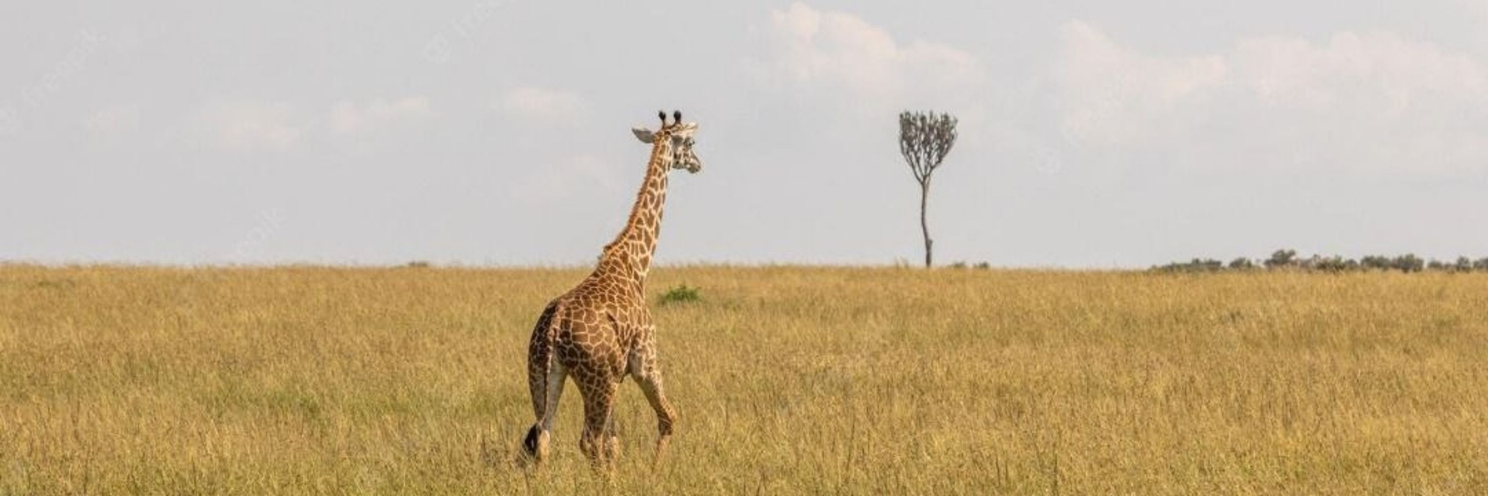 Lonely Giraffe in Qeshm island