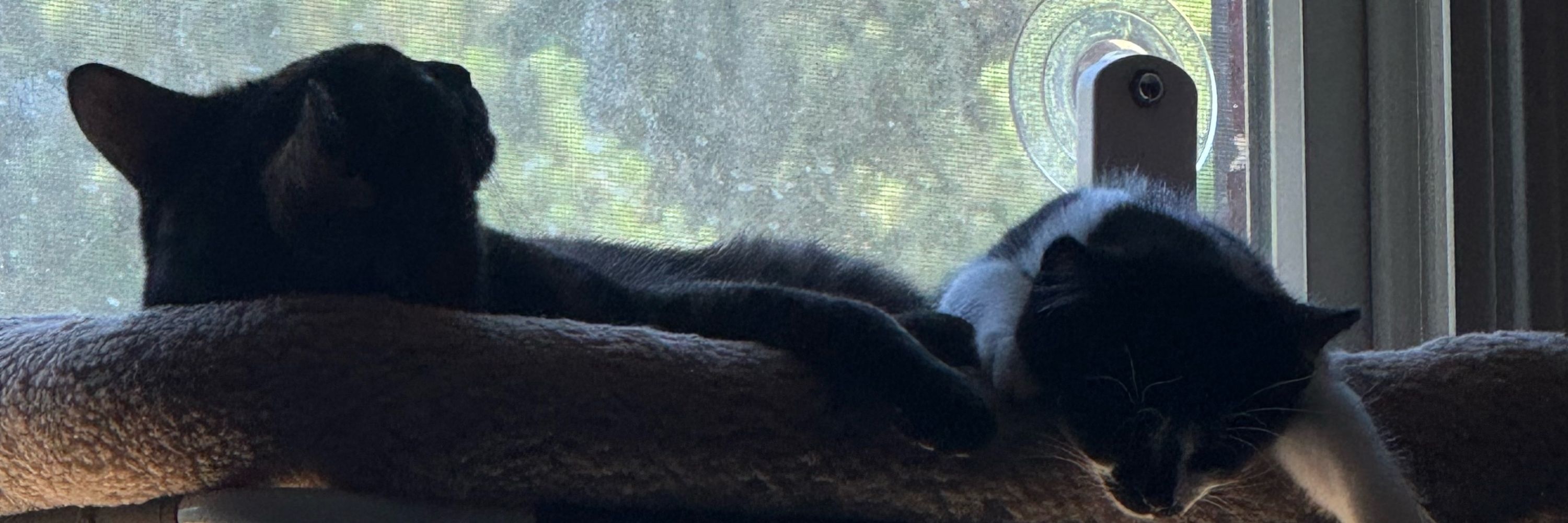 onlycats