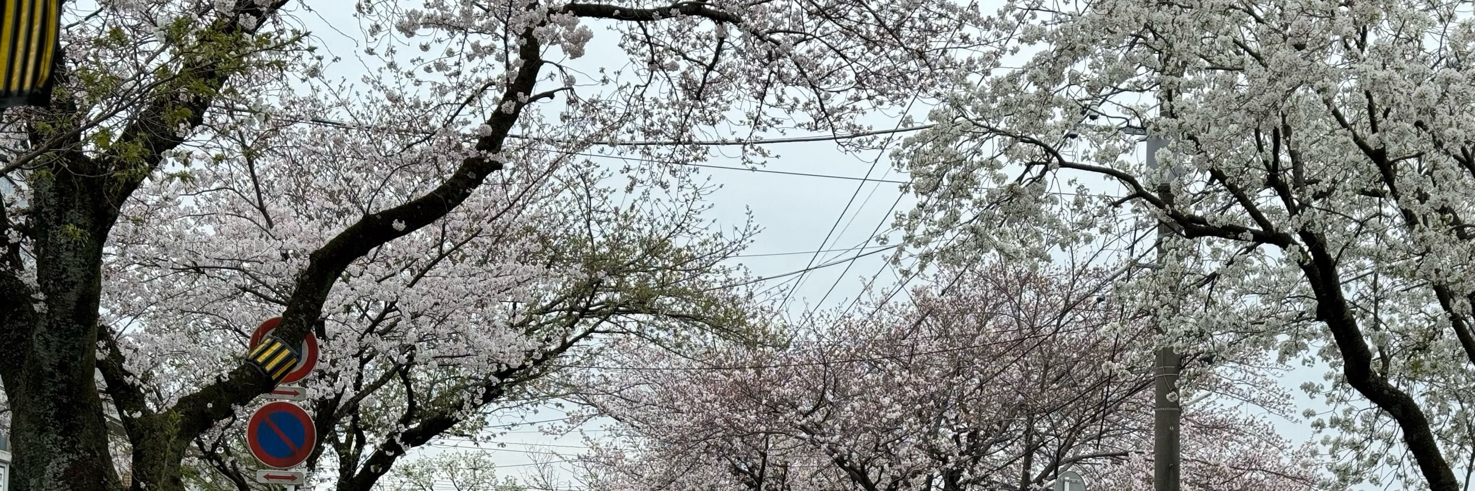 モンテビアンコ💐