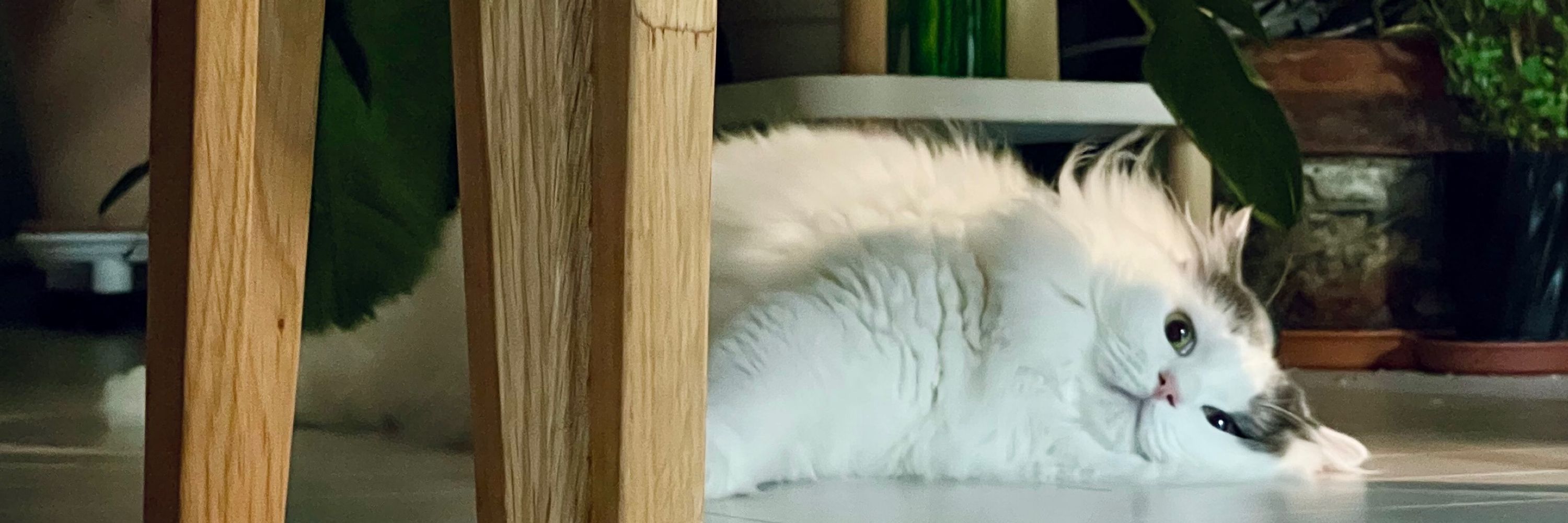 cat mullu