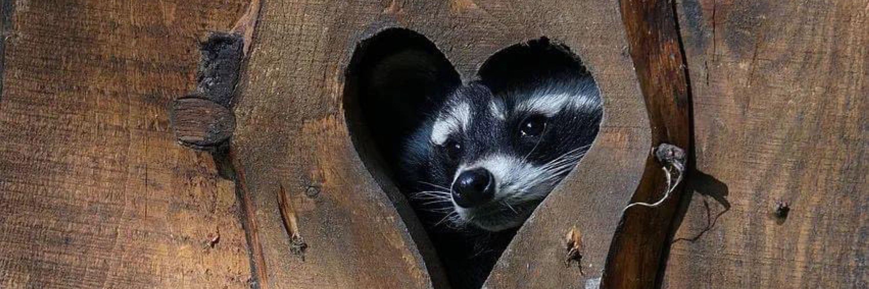 noah 🦝