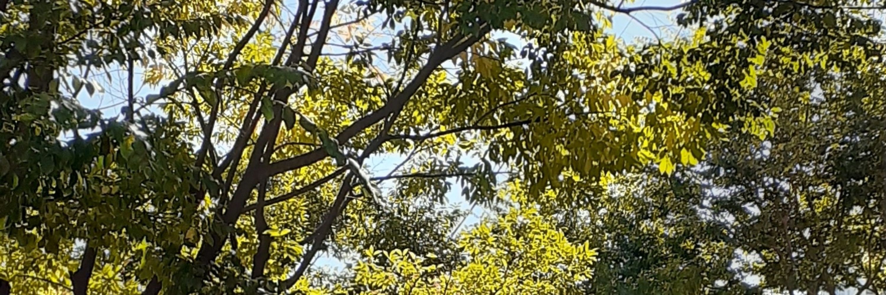 톱링