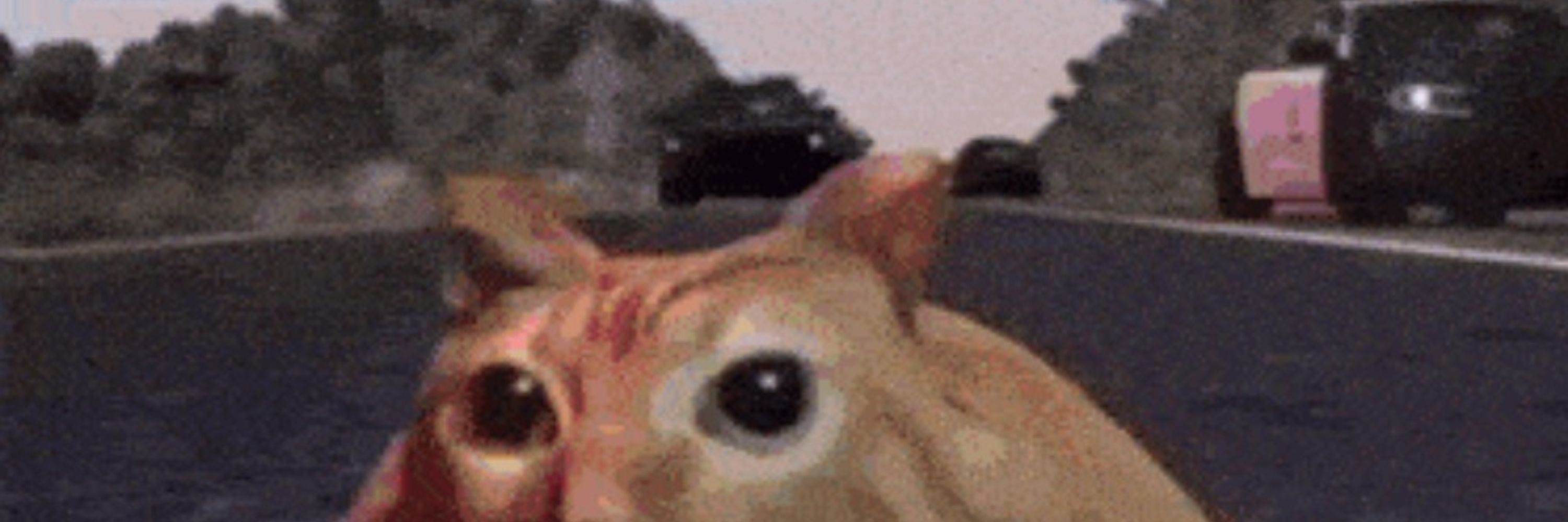 Dustyboyo