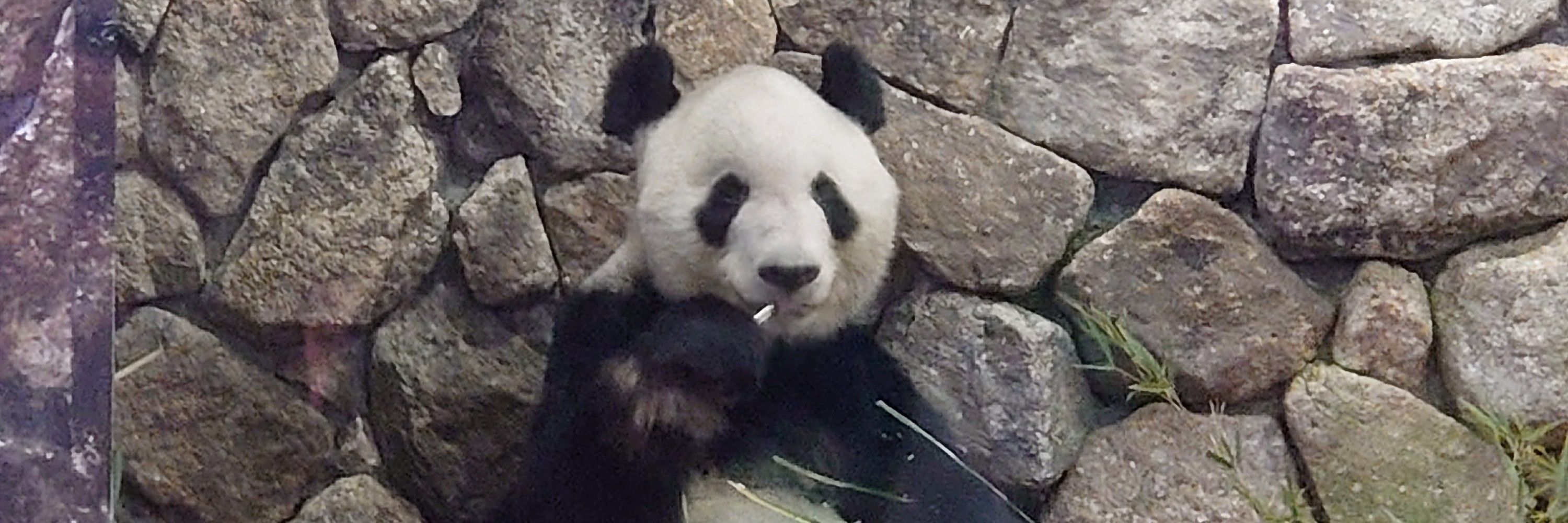 晴寿々月