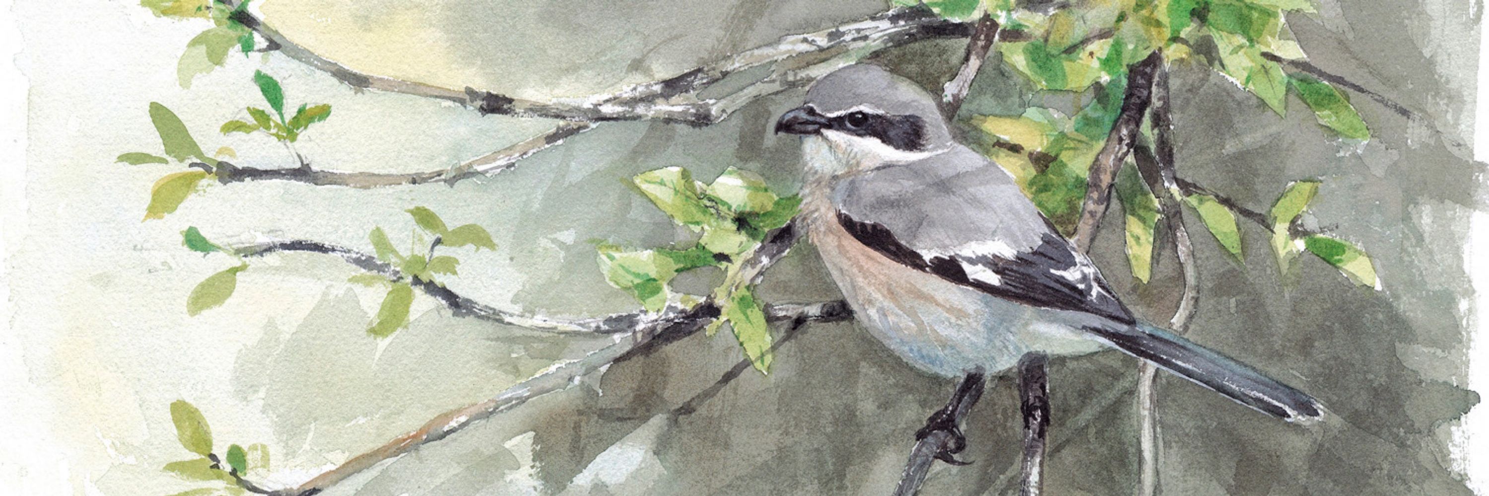 Juan Varela Wildlife Art
