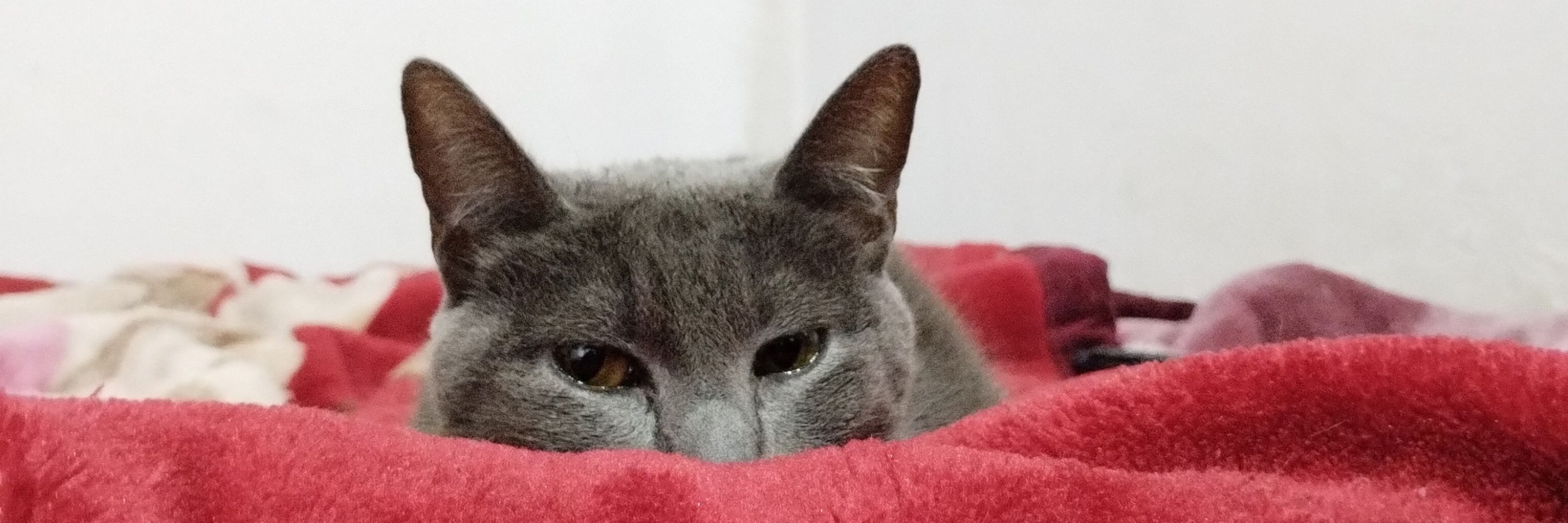 Perlu