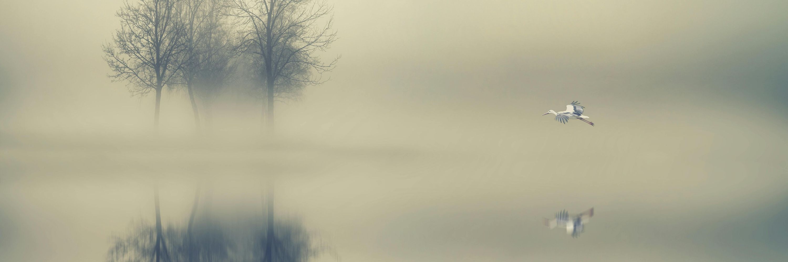 Ayse Sargin