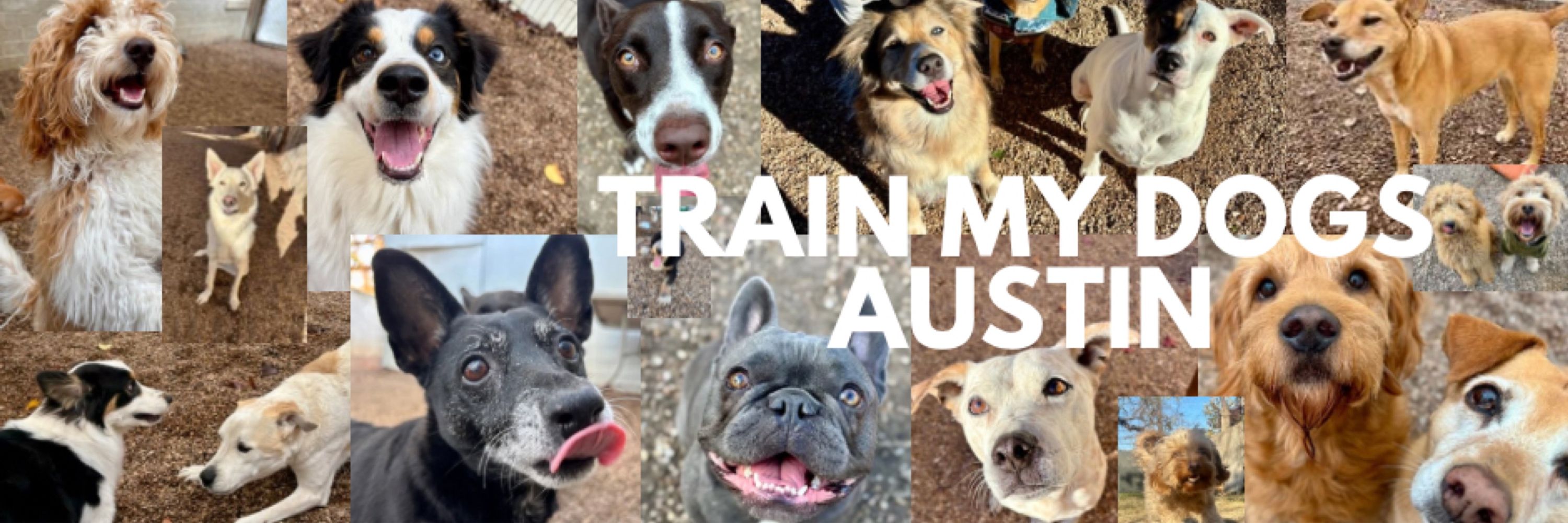 Train My Dogs Austin