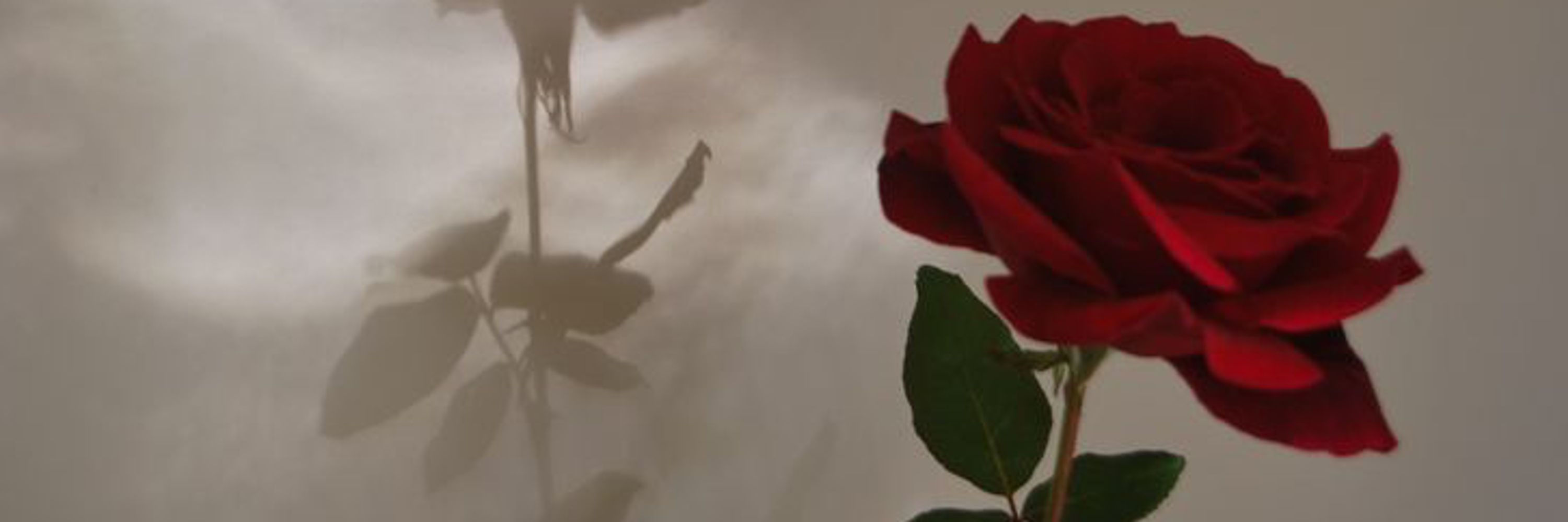 Goddess Rose 🌹