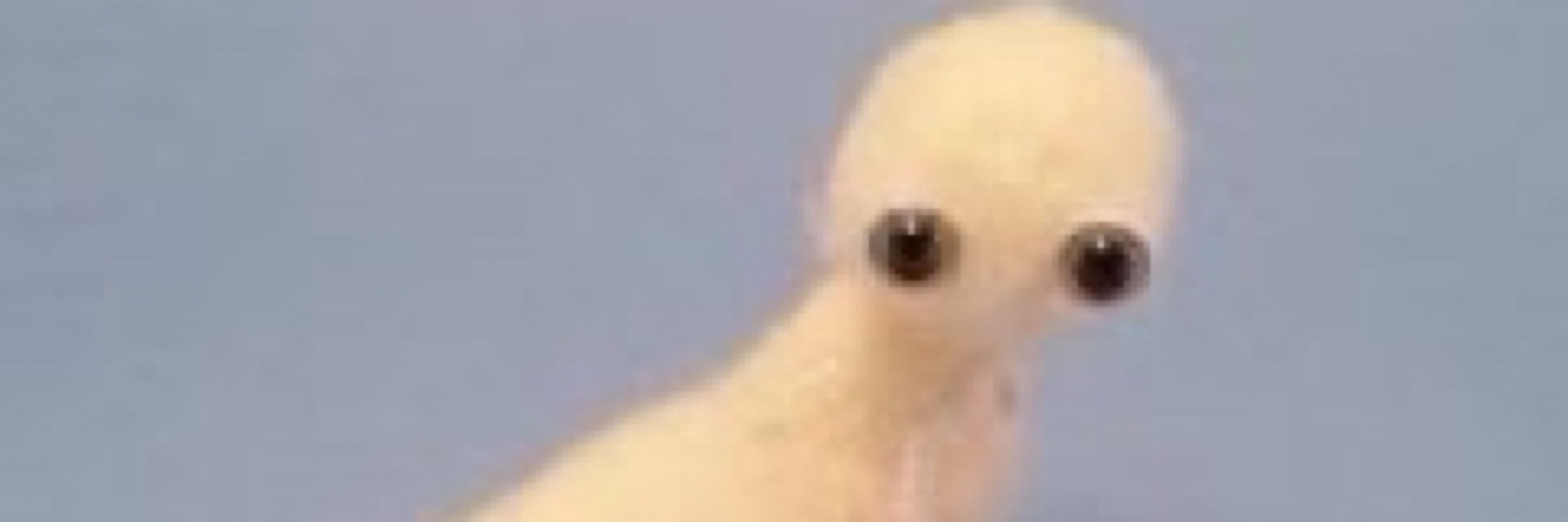 jer