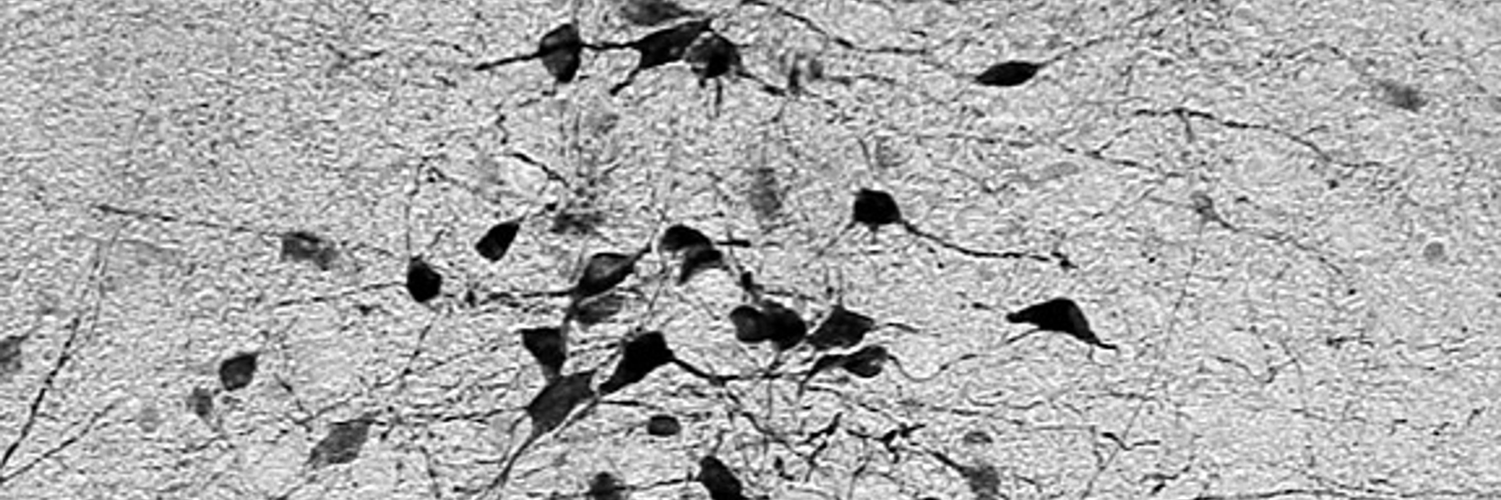 Experimental Endocrinology