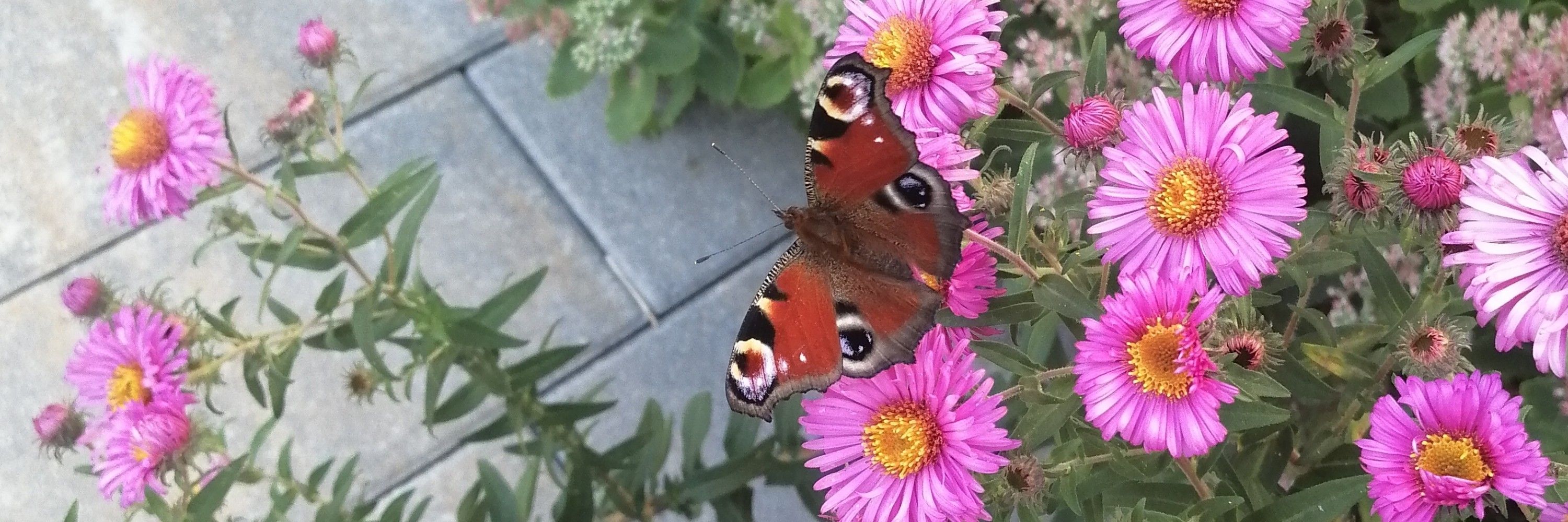 NeuesFuechsle