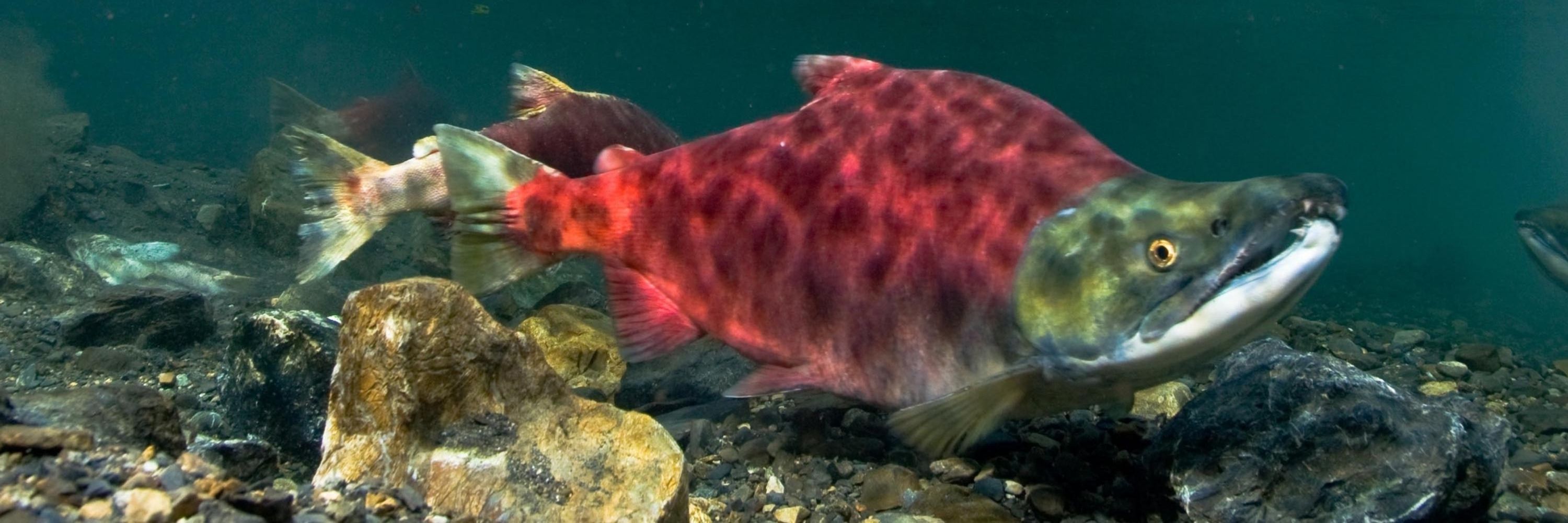 salmon puppy
