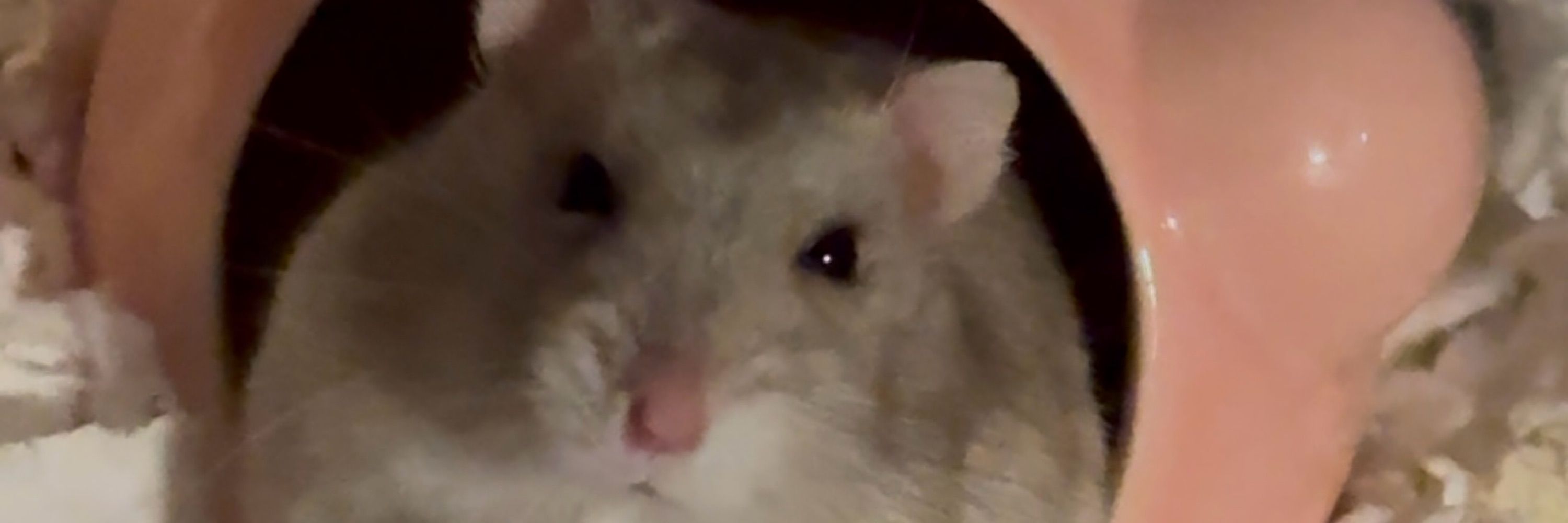 natawie