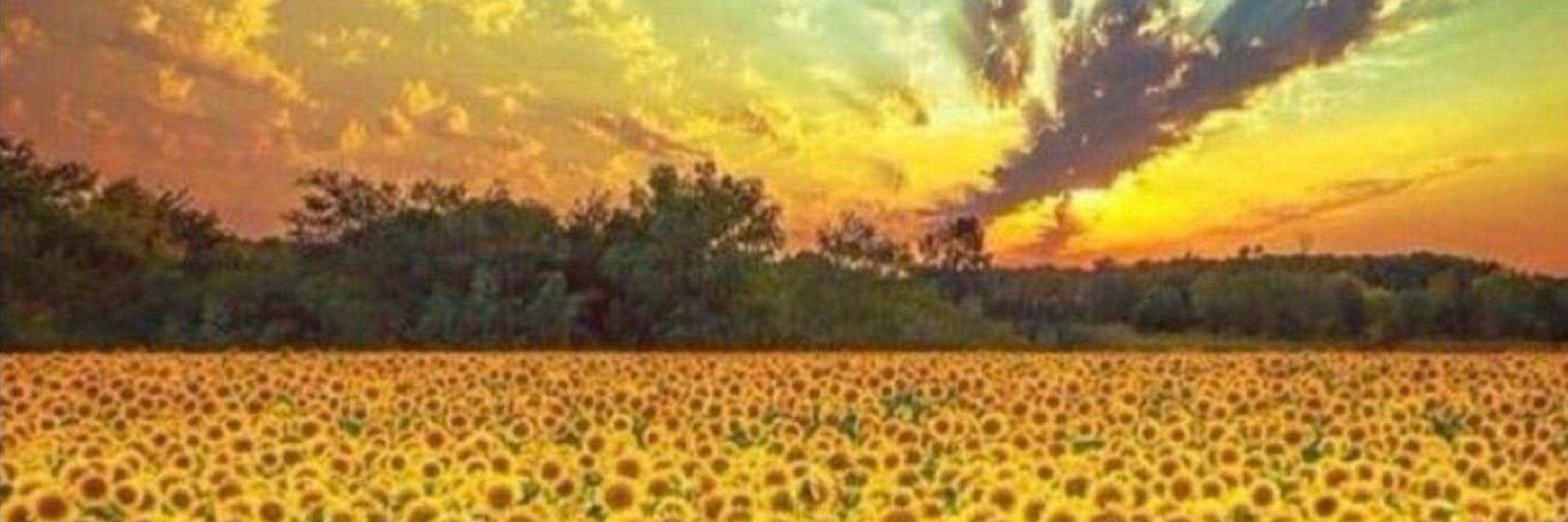 FieldsOfGold