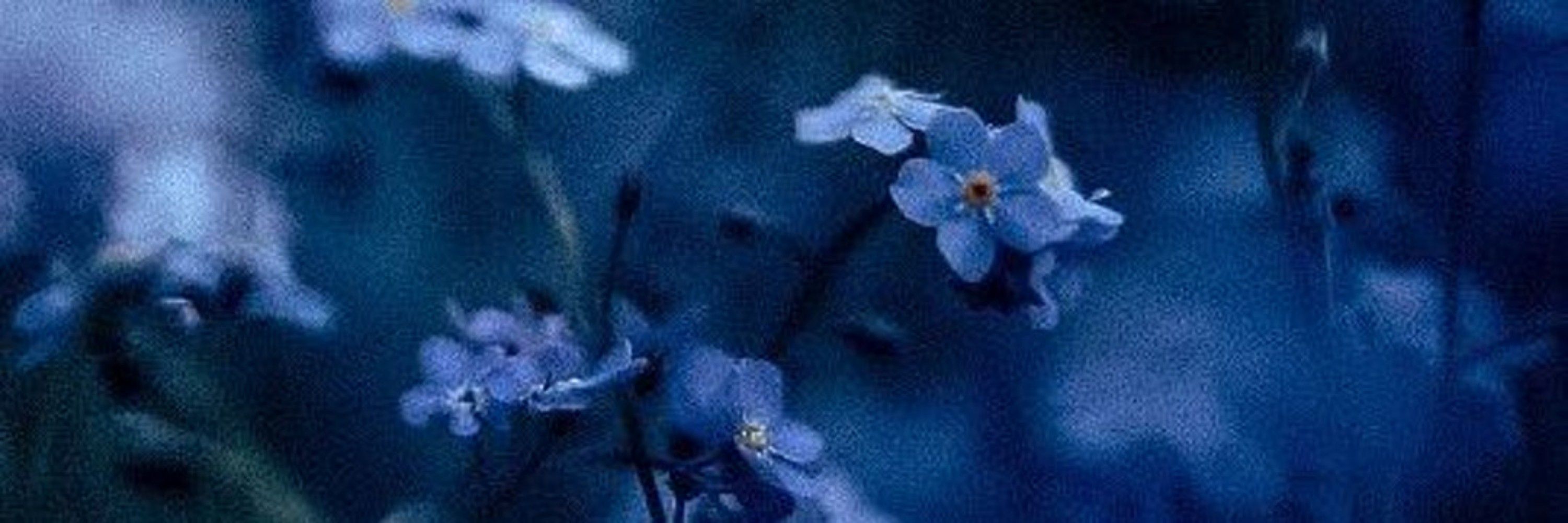 𝕎𝕙𝕒𝕝𝕖🐋❀ (-24,7/33)