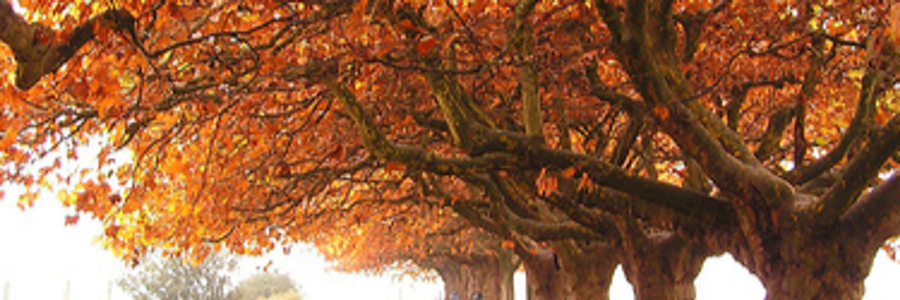Autumnal Monk