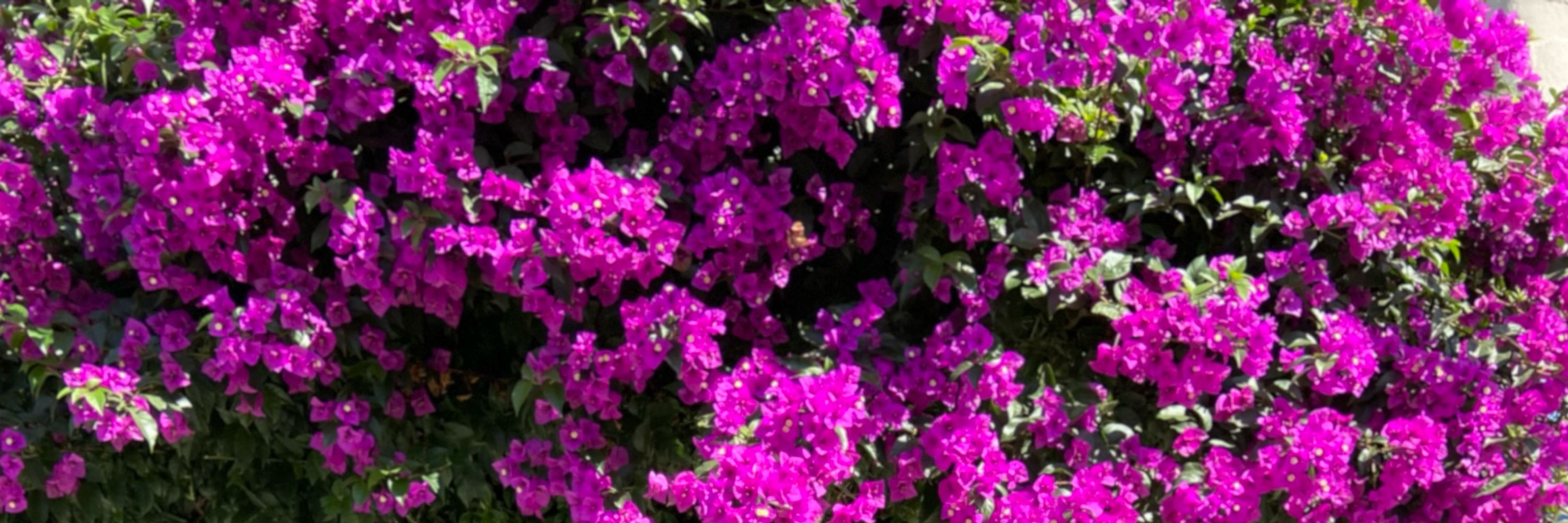 Summer Caporale