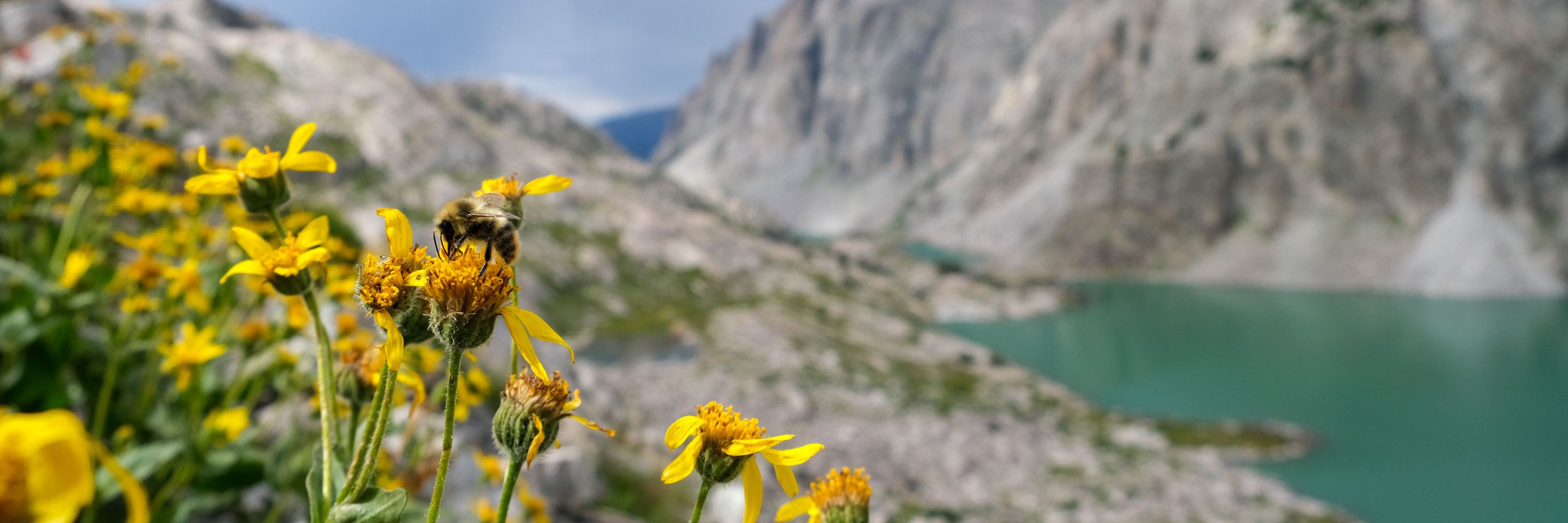 The Xerces Society for Invertebrate Conservation