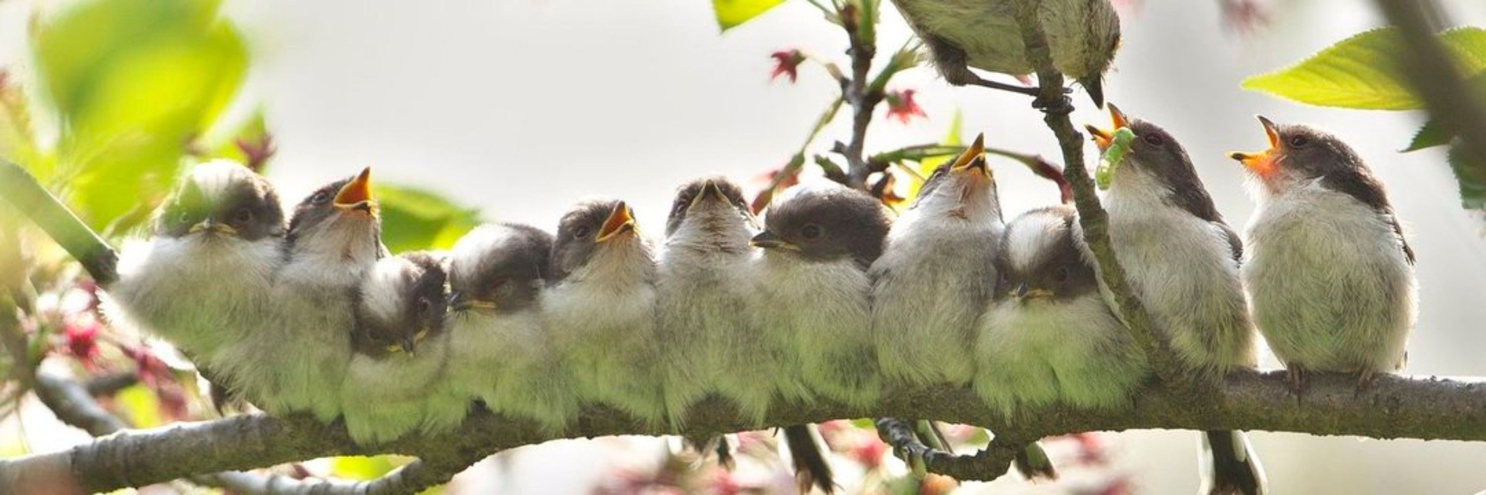 Daily Bird