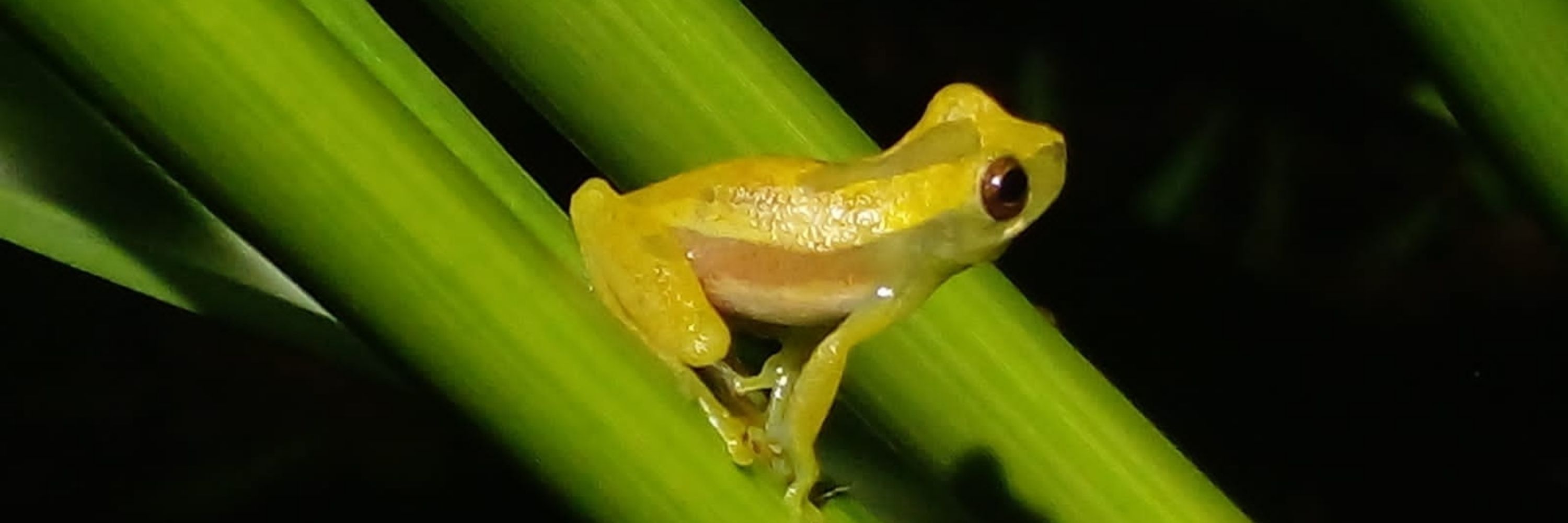 Bióloga Surtada 