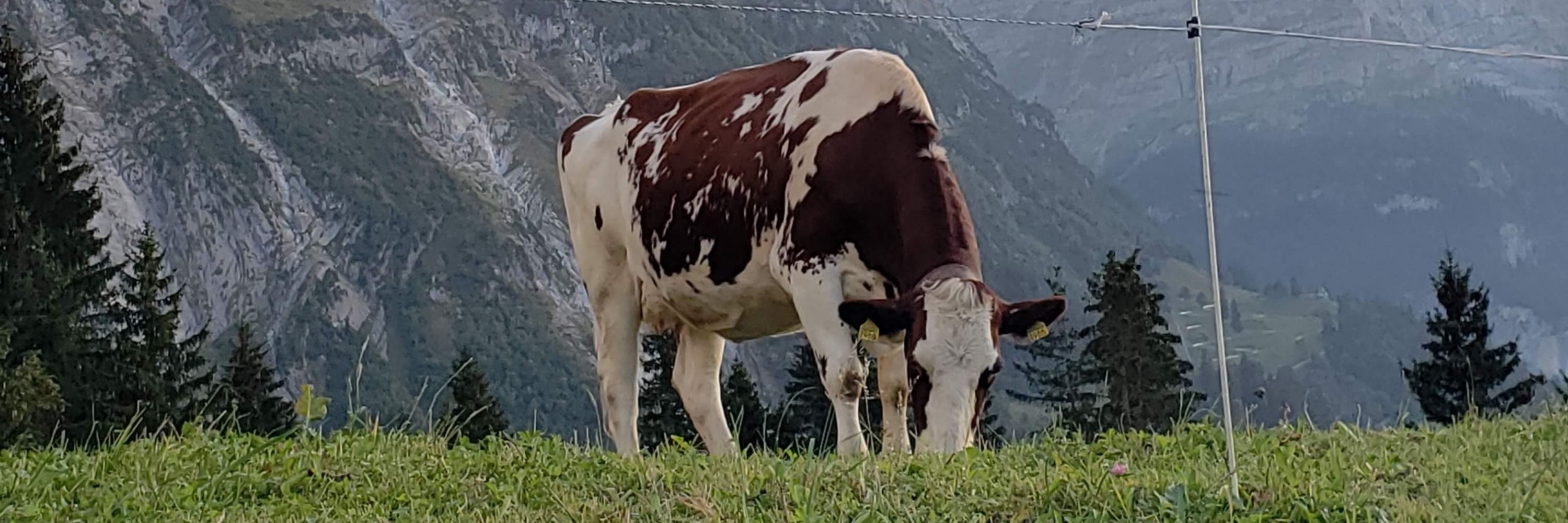 Mom Cow 🥄