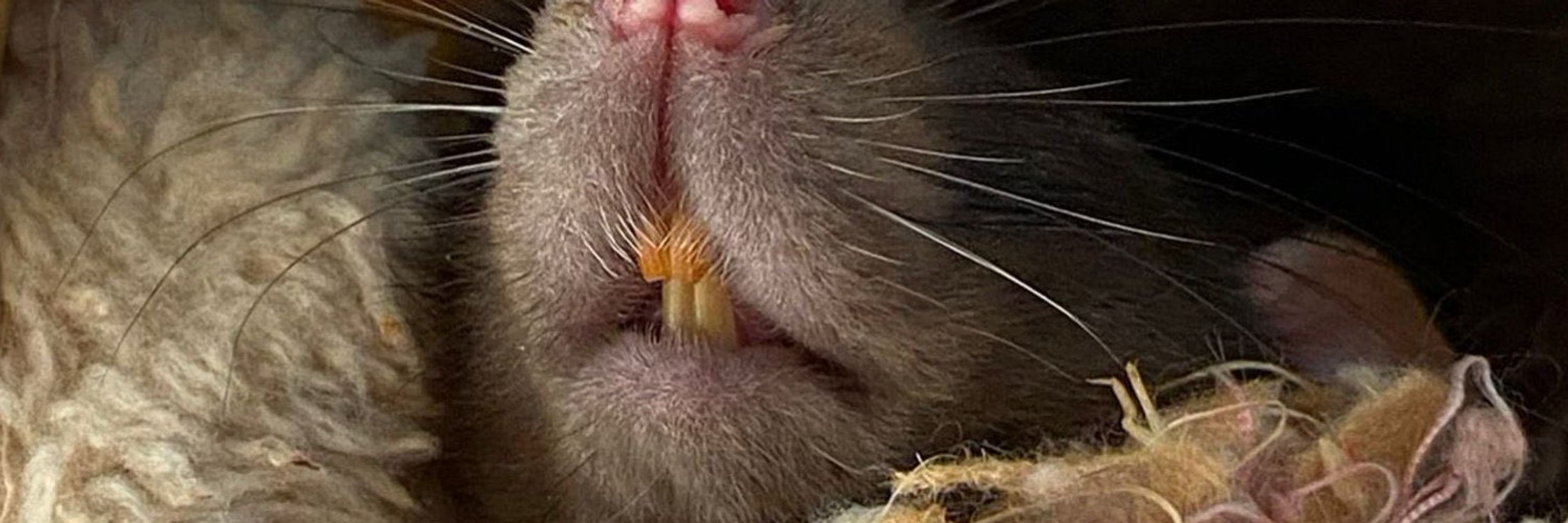 moon the rat lady ⚢♿️🐁🐀