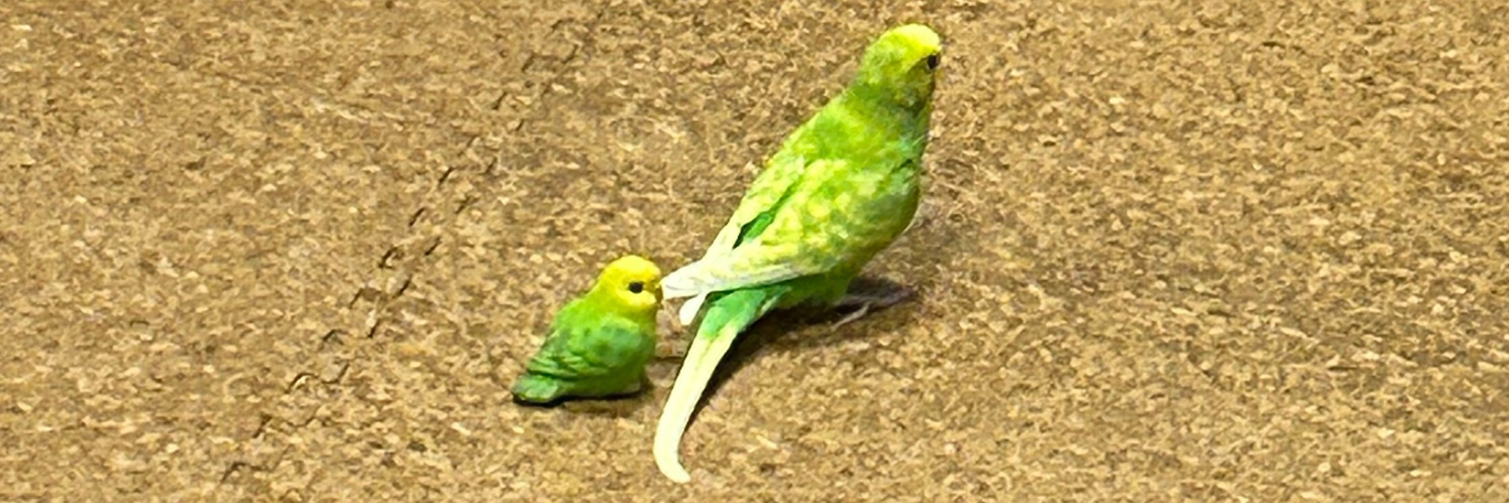 こまねくと