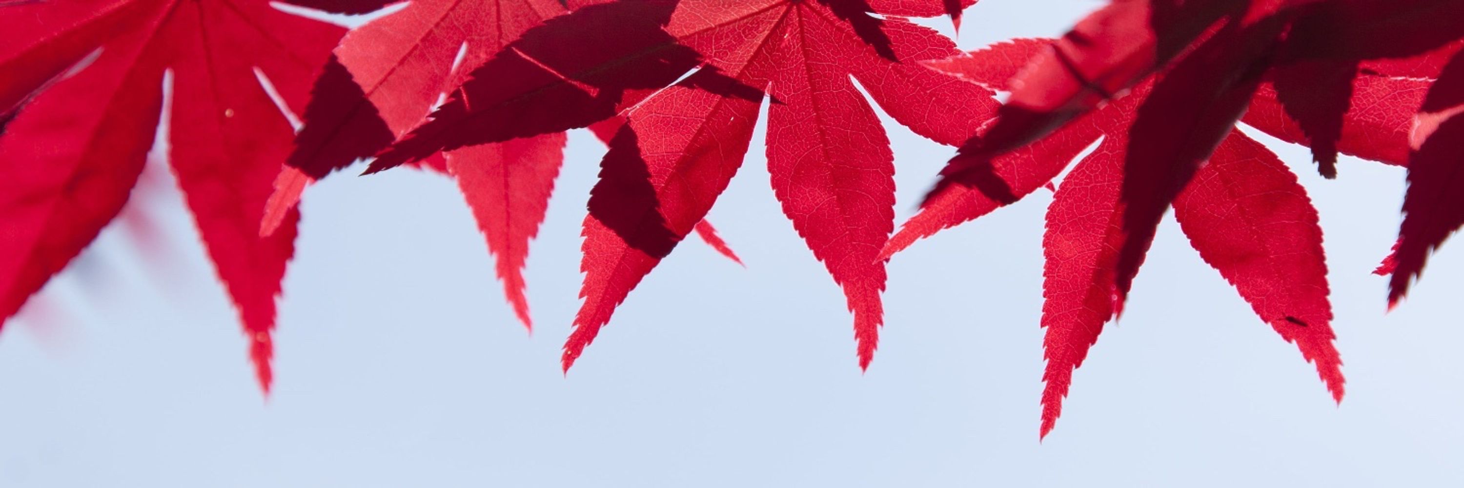 Red Keji