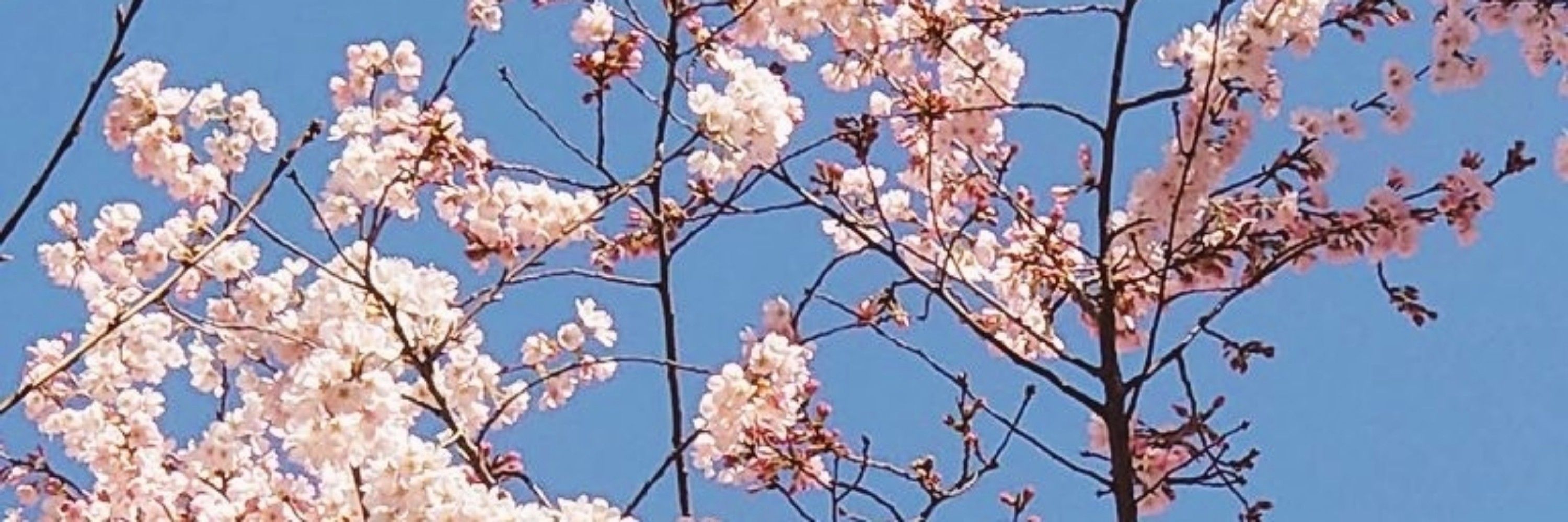 天咲* -amasaki-