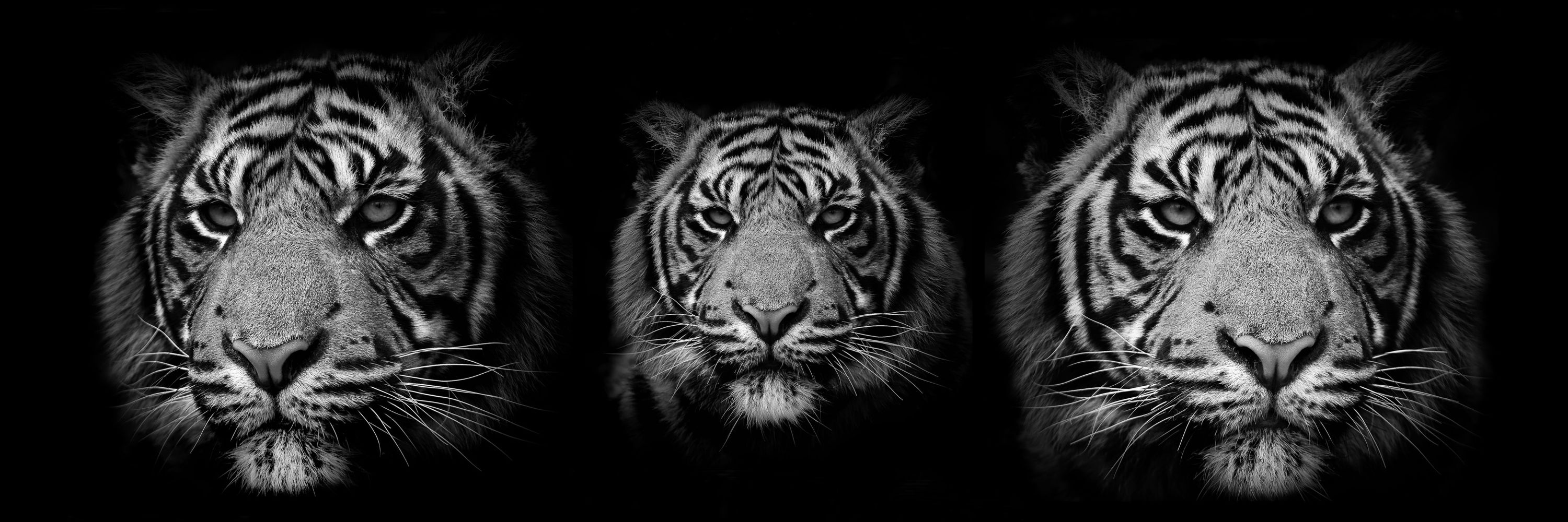 Mat Whittington