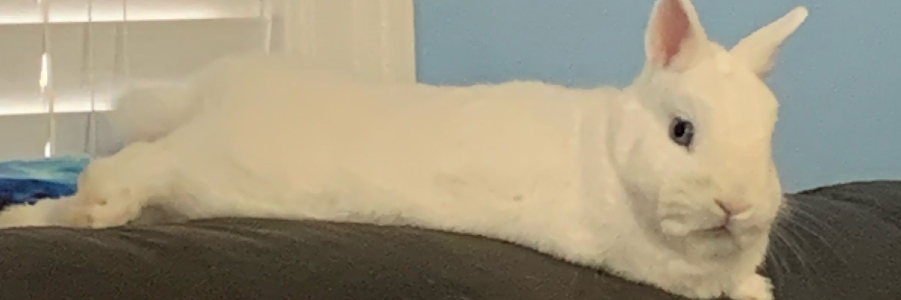 rabbitsand