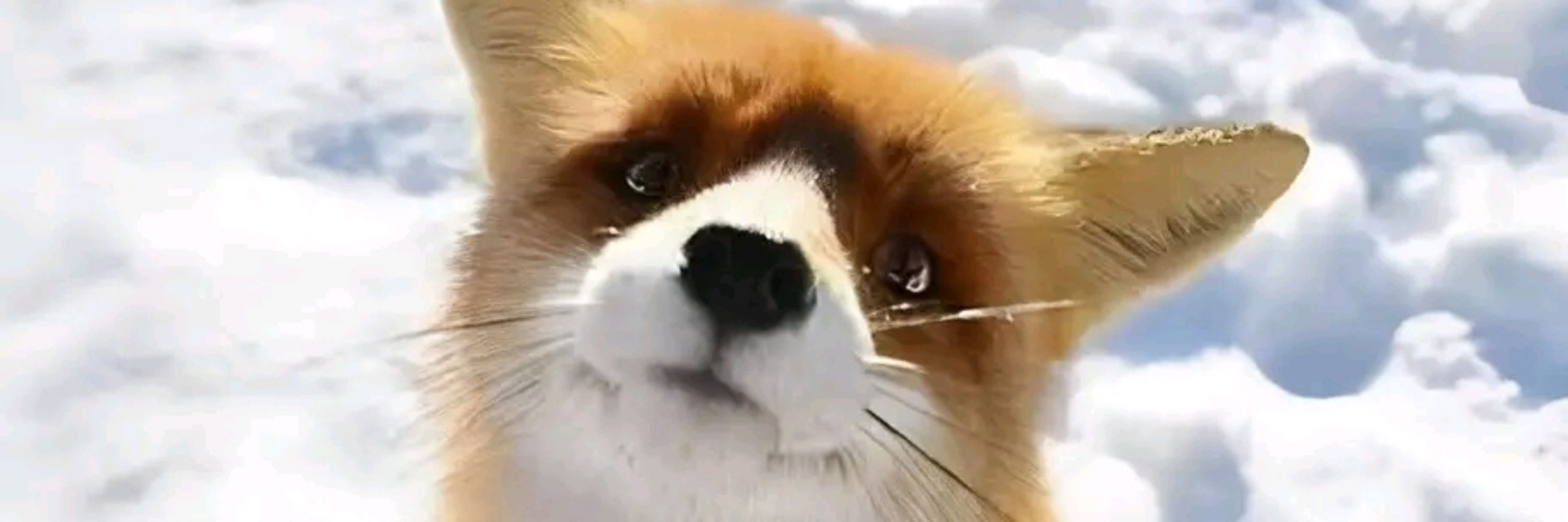 🦝