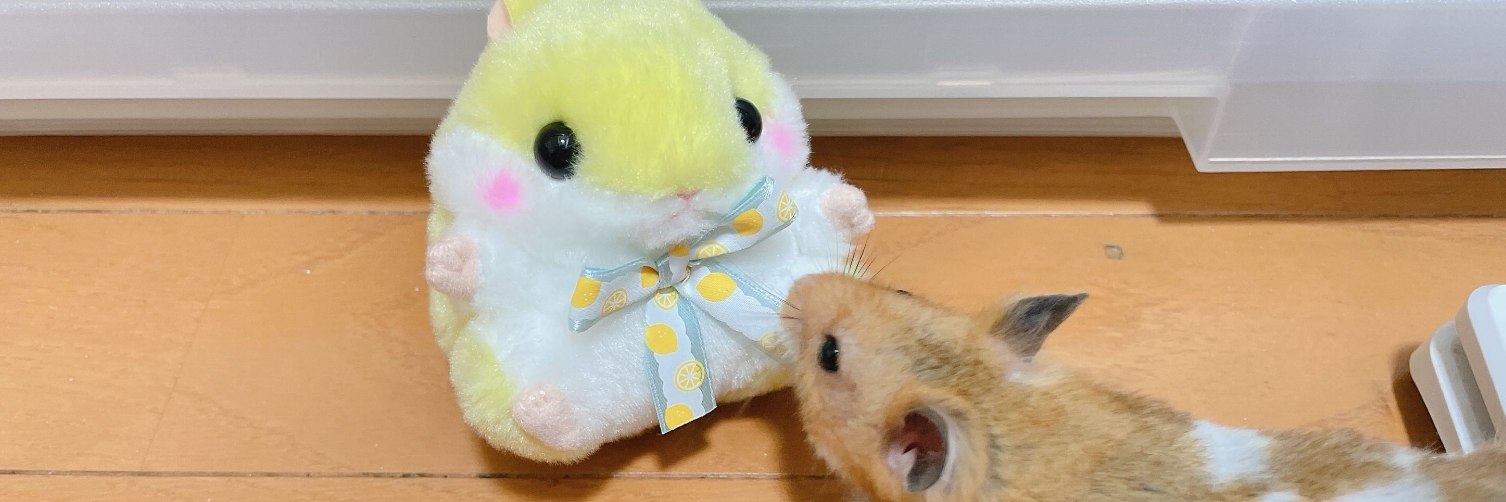 蒼翠/そーすい🐹