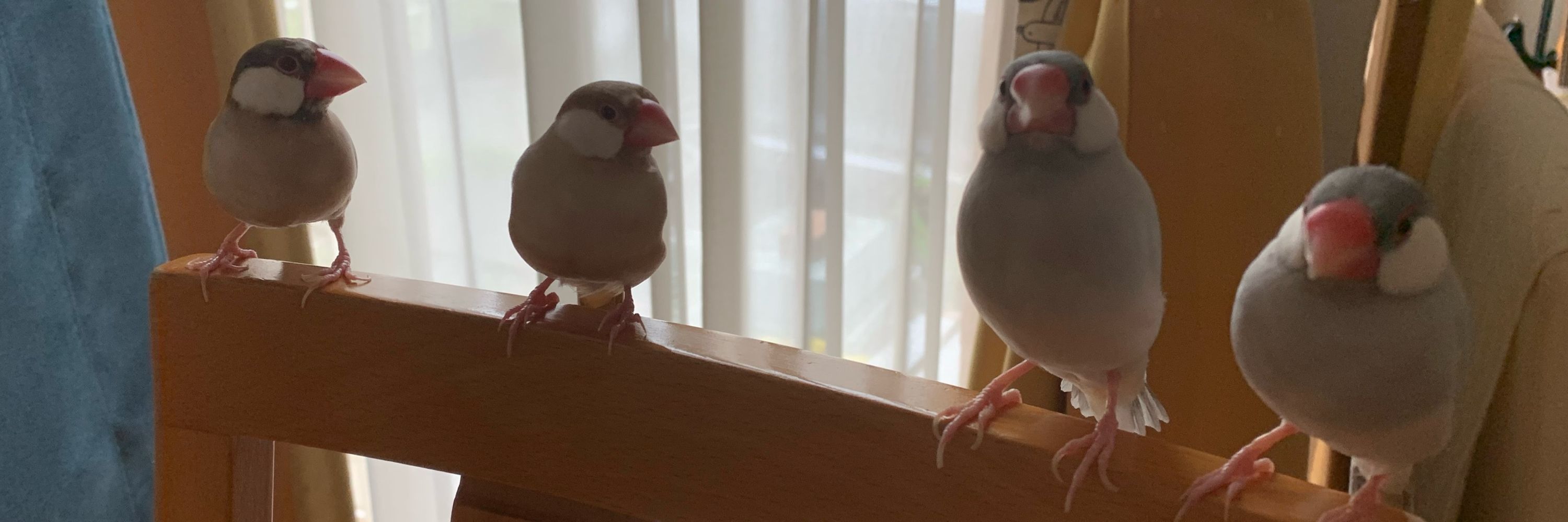 げじげじ