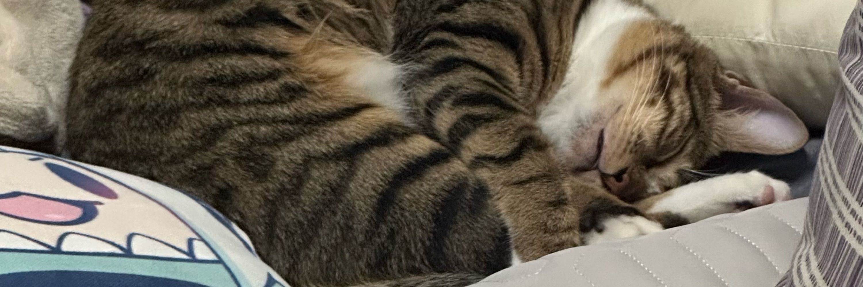 伊格