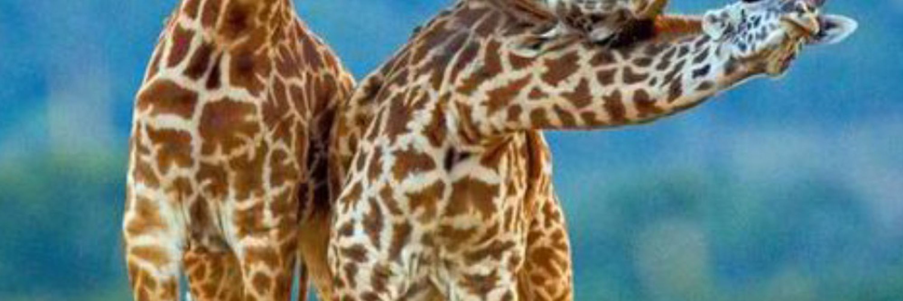 Giraffeter