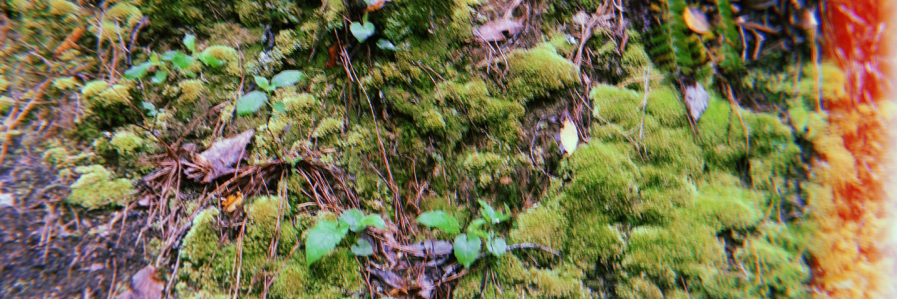 Mossy Joe (18+)