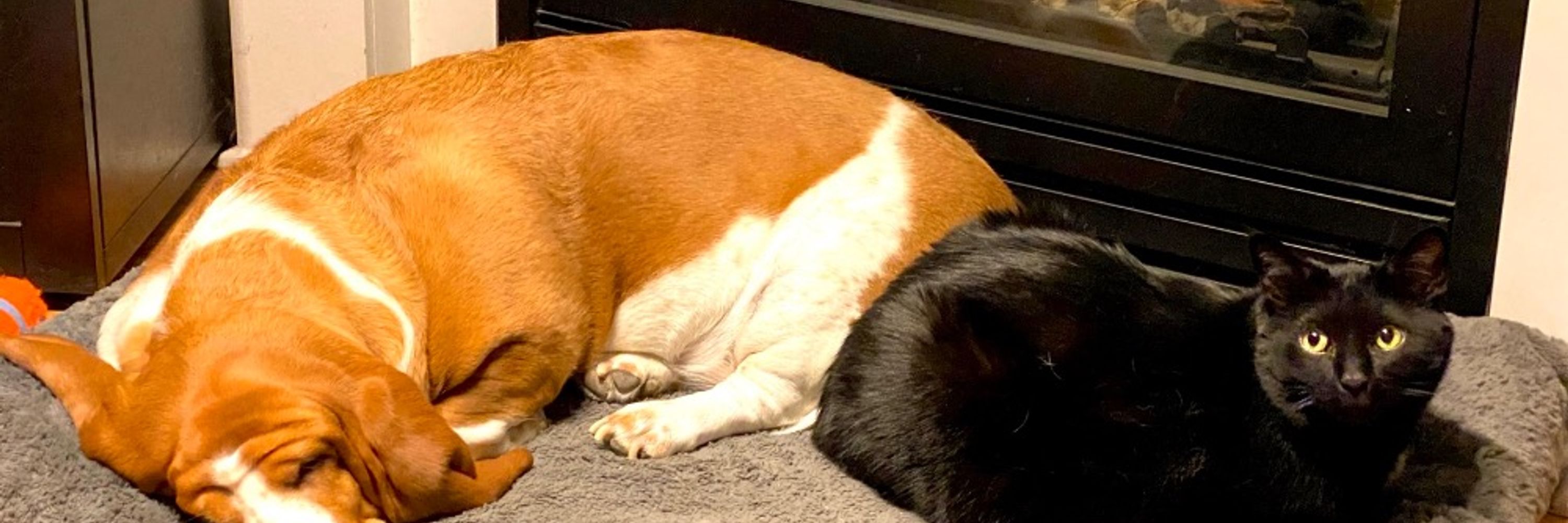 Lucy and Beans 