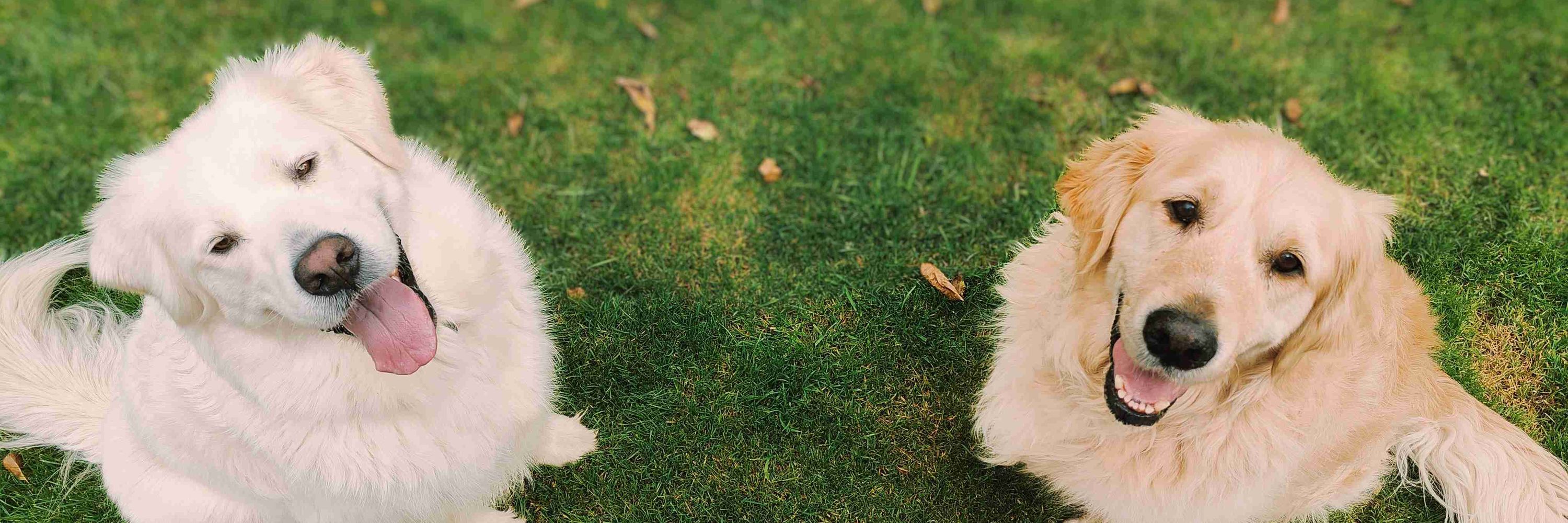 Wilf and Ernie