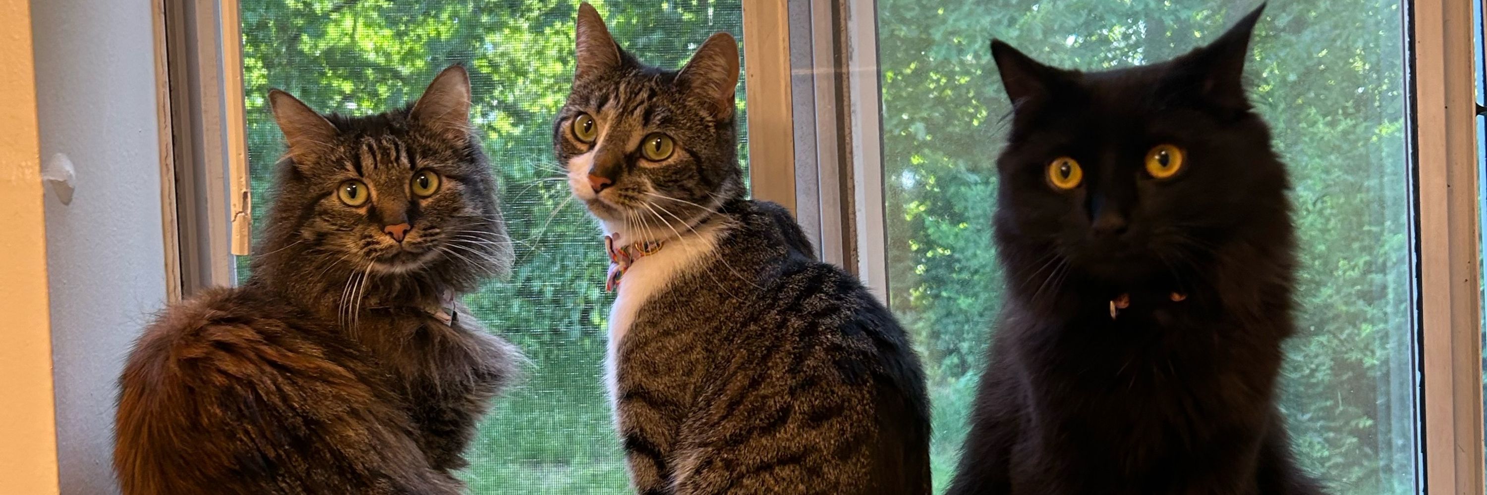 EmmiKitty