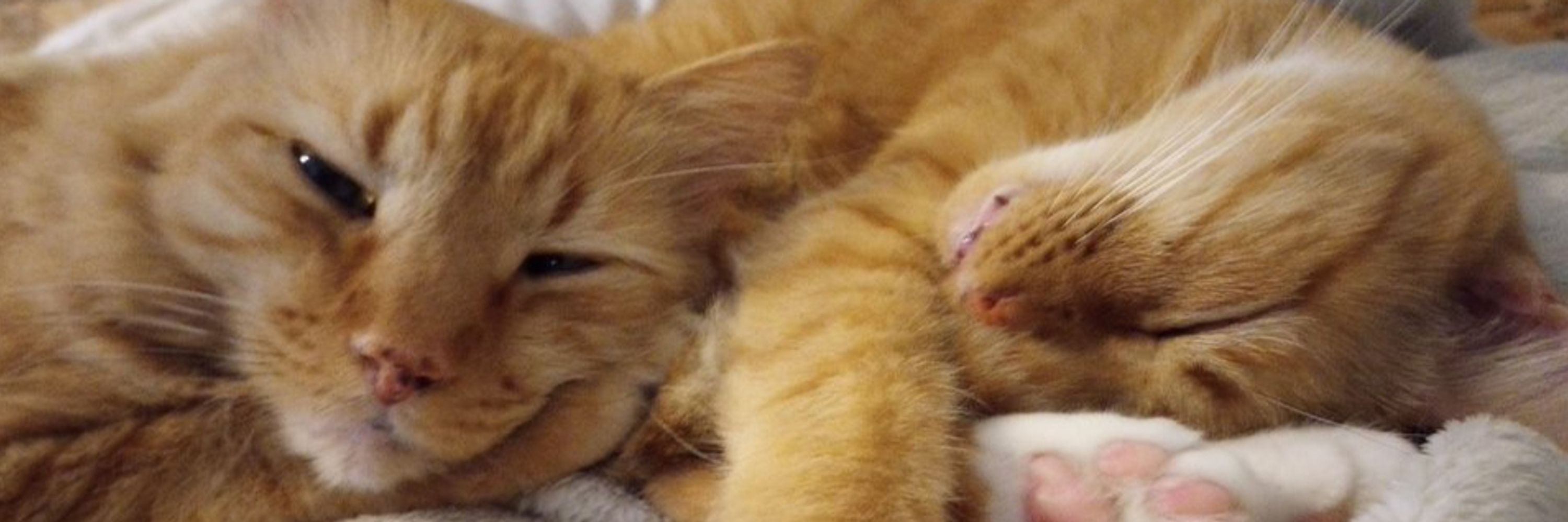 Unchat1, also at Twitch, Pamela & her GingerCatFamily, GoldieRIP
