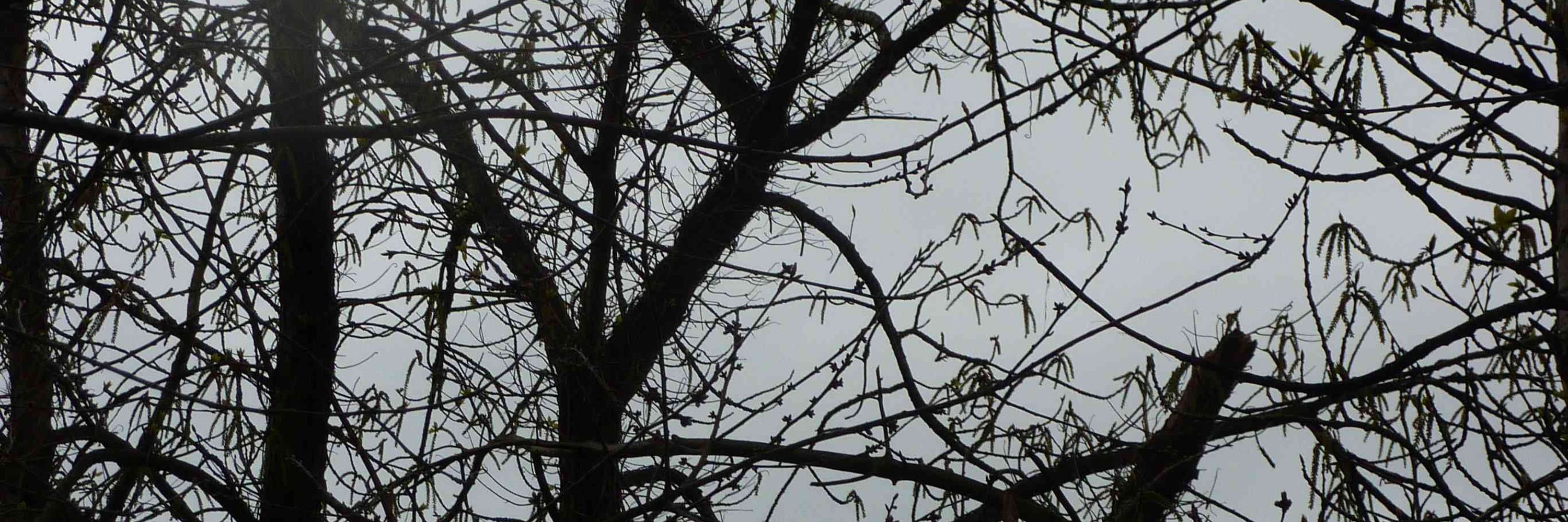  Trees and Shrubs