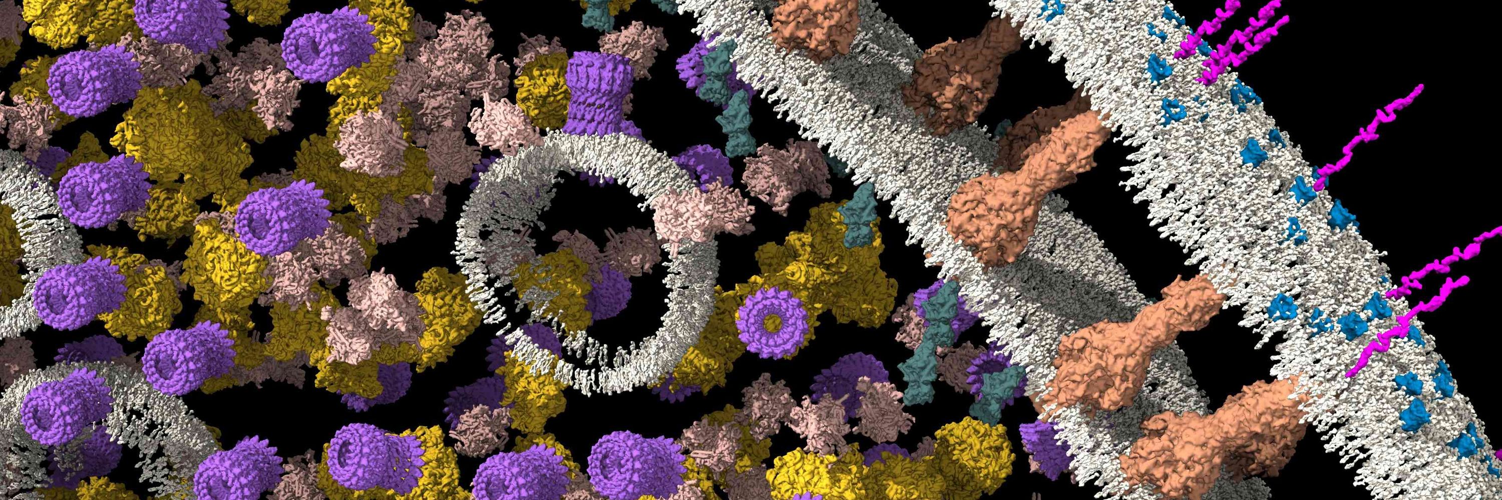 SCALE - SubCellular Architecture of LifE