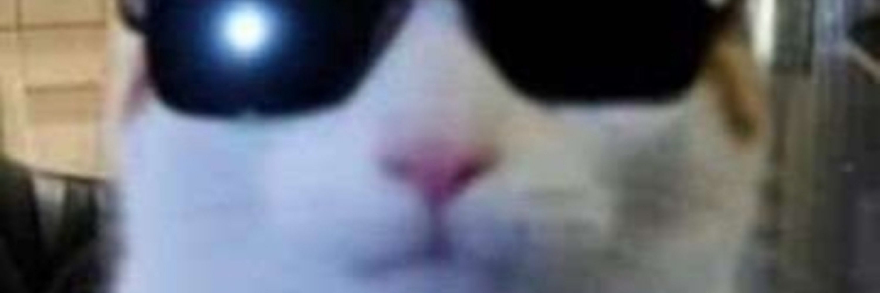 Le raccoon