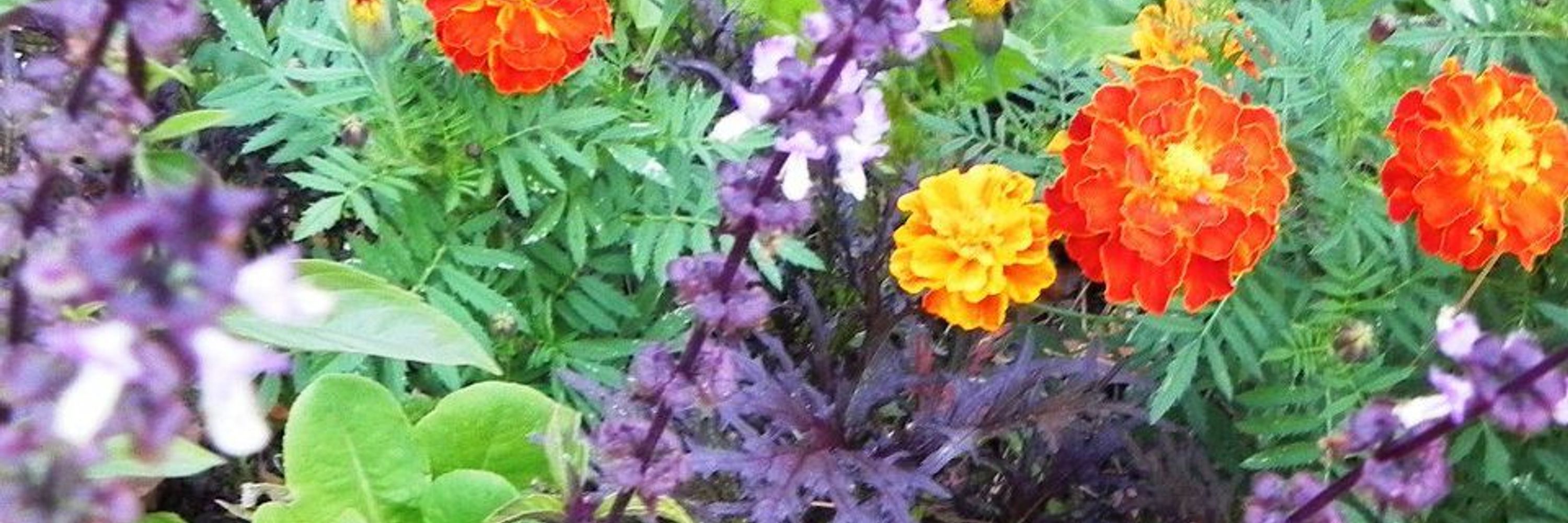 Elizabeth "Lizzy Bee" living in North Carolina