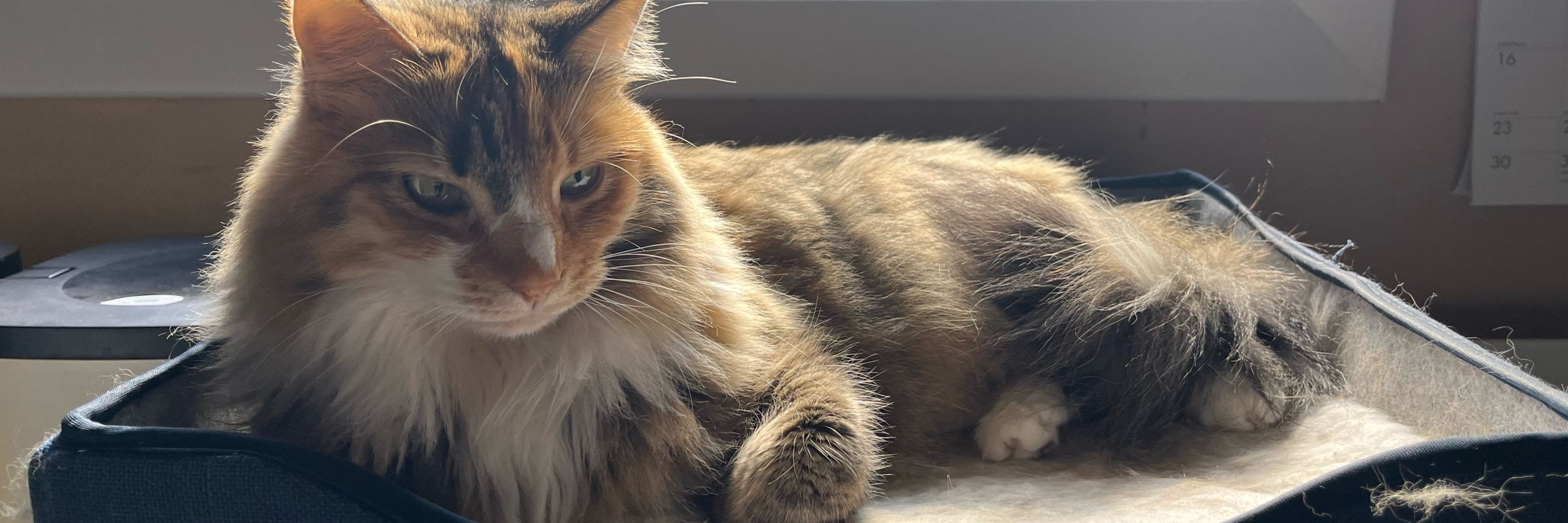 Risa 🐈